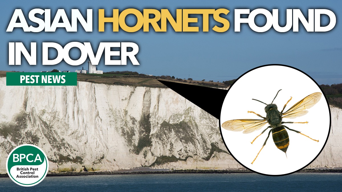 asian hornets dover hero asian hornets dover hero